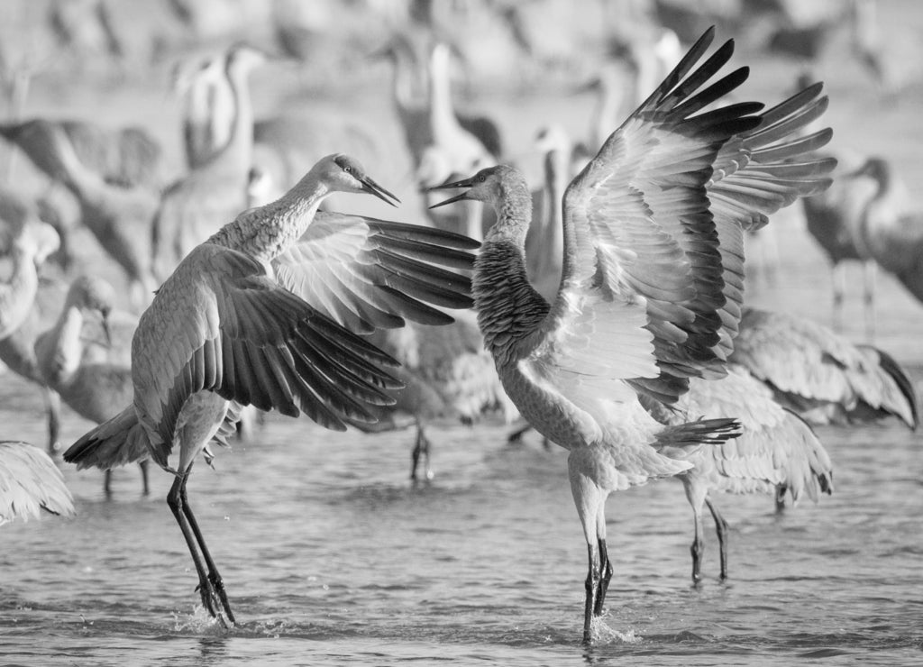 Sandhill cranes dancing in the Platte River, Rowe Sanctuary, Kearney Nebraska in black white