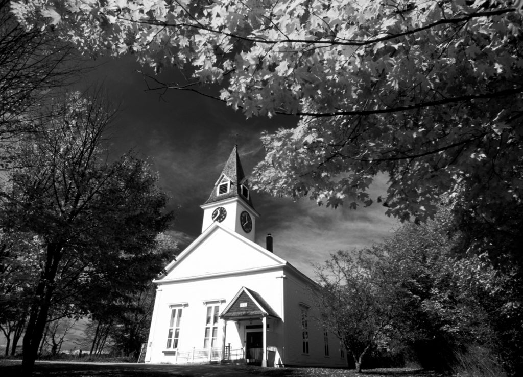 North America, United States, Vermont. Fall maple trees in black white