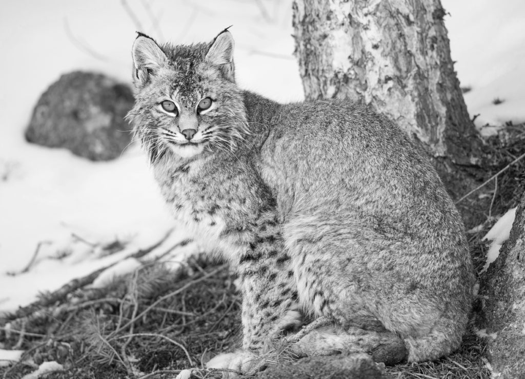 Wyoming, Yellowstone National Park, Bobcat sitting under tree in black white