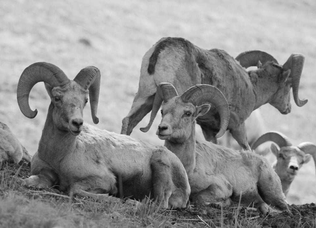 Yellowstone National Park, Wyoming, USA. Herd of bighorn sheep rams resting, with one deciding to leave in black white