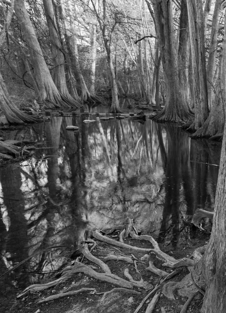 Switchgrass (Panicum virgatum) and "bald cypress" trees (Taxodium distichum) in winter at sunset in Cibolo Nature Preserve in central Texas near Boerne in black white