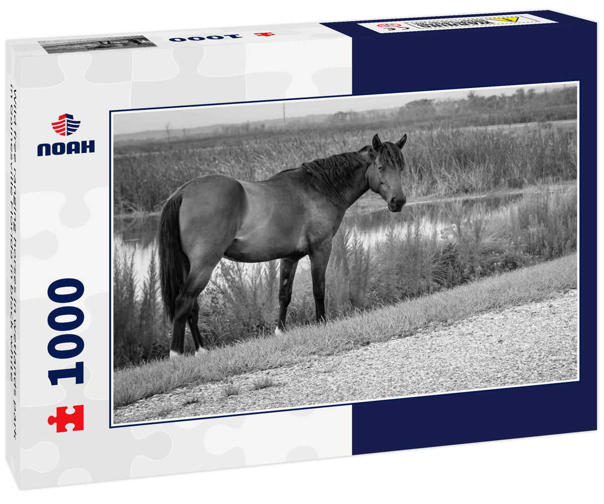 Wild free ranging horses in wetlands park in Gainesville Florida in black white