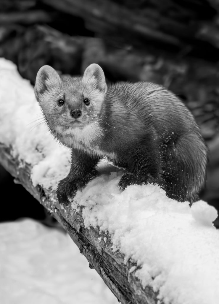 Pine Marten On Alert - A pine marten is on full alert as it balances on a snow covered log Kroschel Wildlife Center, Haines, Alaska Captive in black white