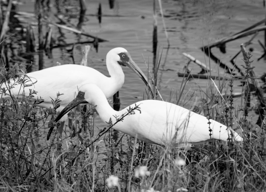 White Ibis foraging at wetland marsh in Viera Florida in black white