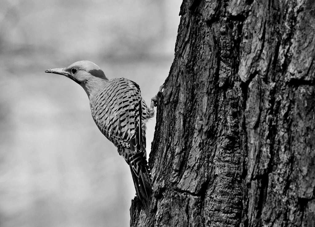 The northern flicker on spring in Wisconsin state park in black white