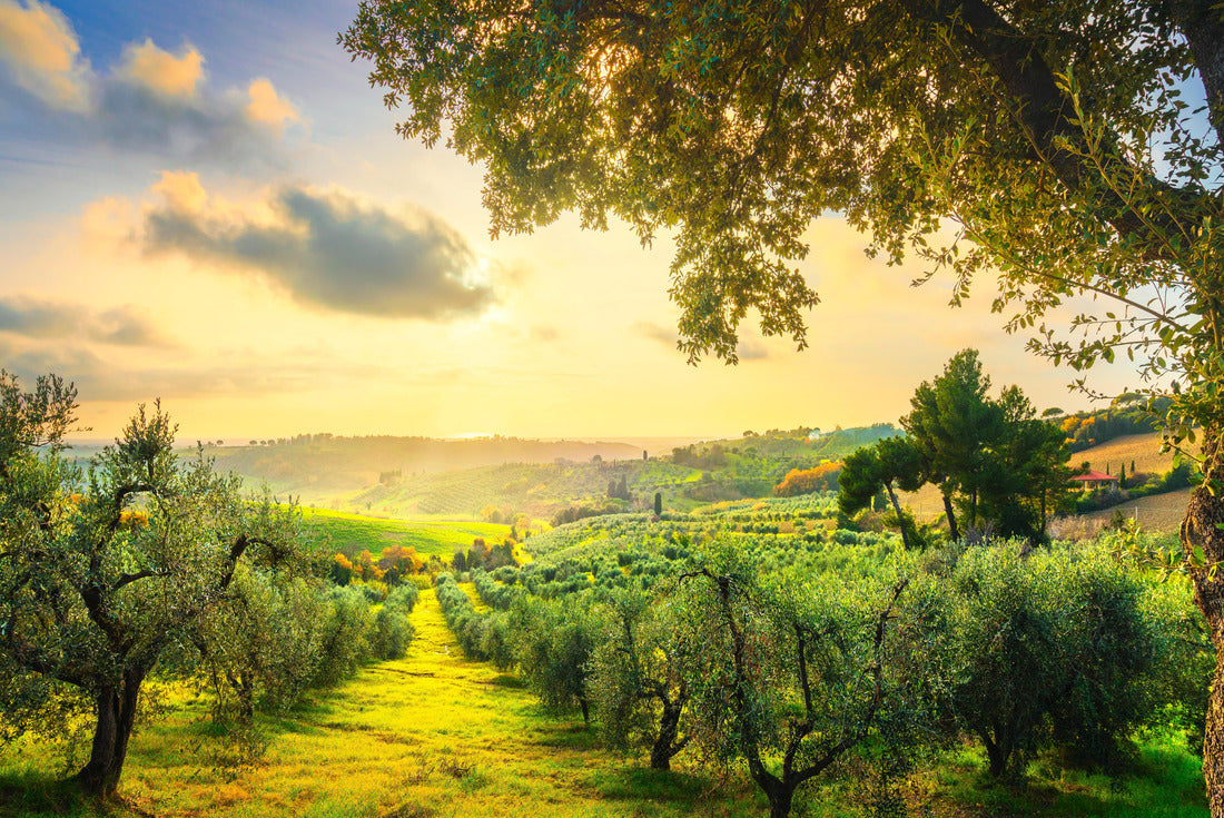 Maremma landscape view, olive trees, rolling hills and green fields at sunset. Sea on the horizon. Casale Marittimo, Pisa, Tuscany Italy 2000pc Puzzle