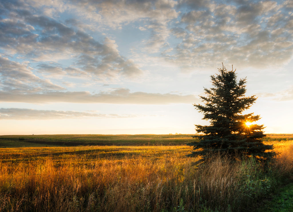 Lone tree on a field at sunrise in the summer, rural Iowa USA