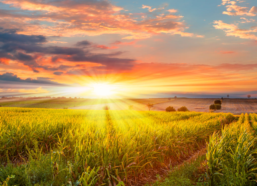 Sunrise over the corn field, rural Iowa USA