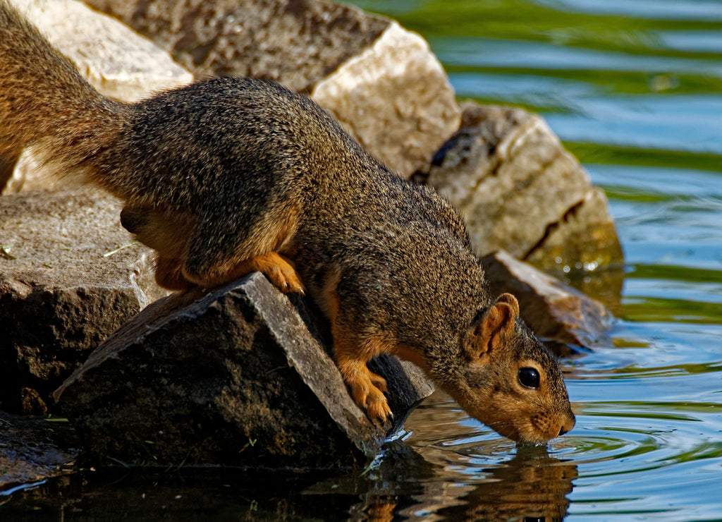A Fox Squirrel drinks from a pond while perched on some rocks. These squirrels are commonly found in urban and rural areas in Iowa
