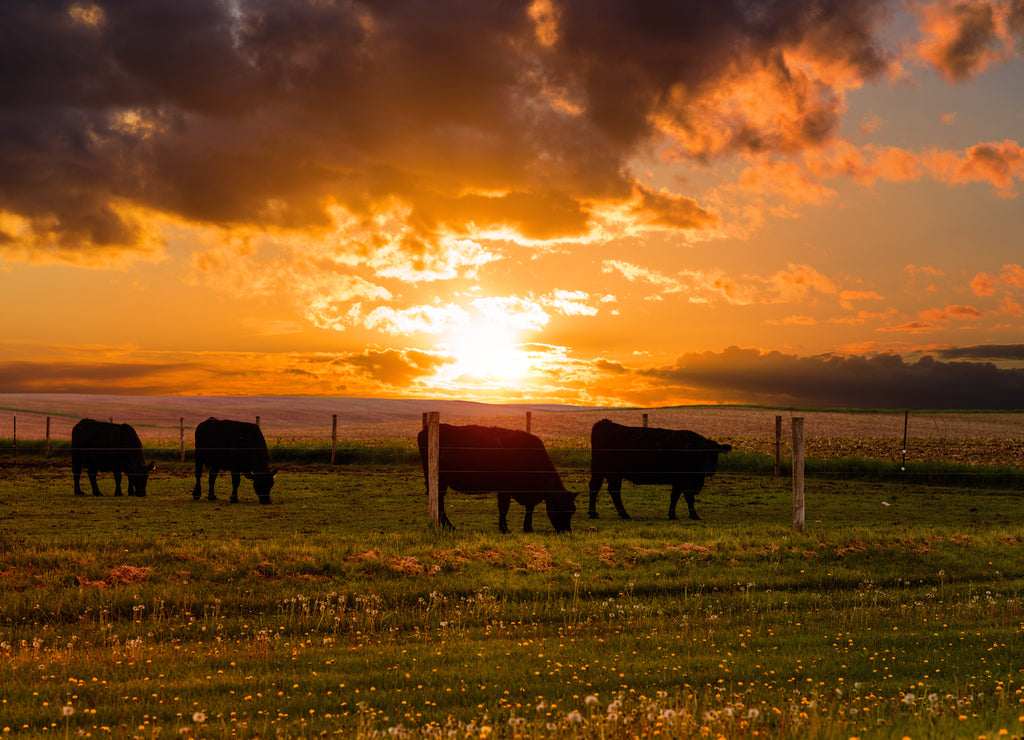 Bulls graze in a meadow on the sunset and the stormy sky background. Iowa State. USA