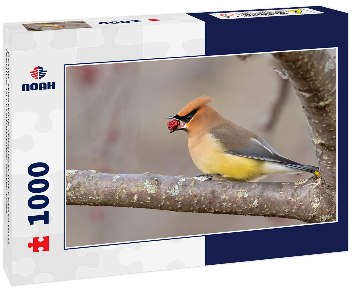 Cedar waxwing (Bombycilla cedrorum) feeding on crabapples, Iowa, USA