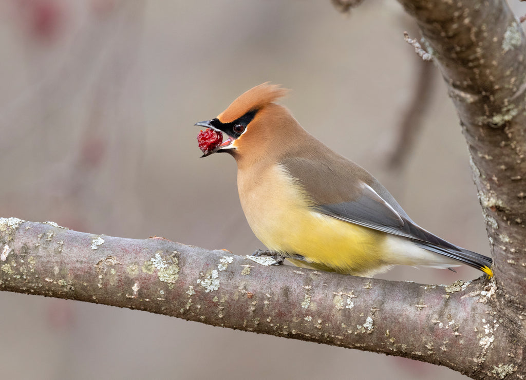 Cedar waxwing (Bombycilla cedrorum) feeding on crabapples, Iowa, USA