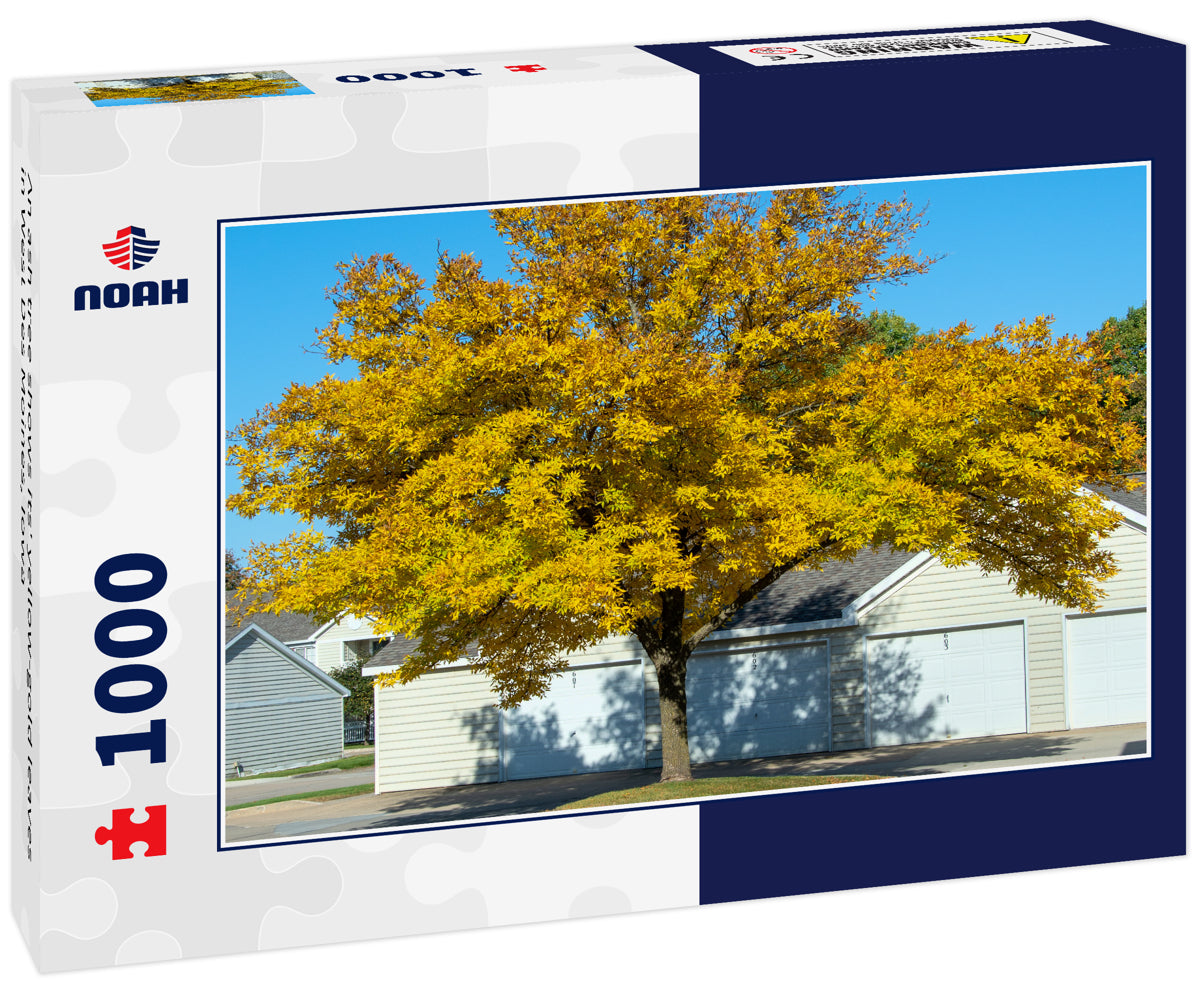 An ash tree shows its' yellow-gold leaves in West Des Moines, Iowa