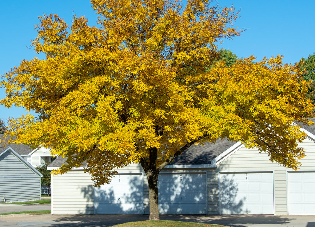 An ash tree shows its' yellow-gold leaves in West Des Moines, Iowa