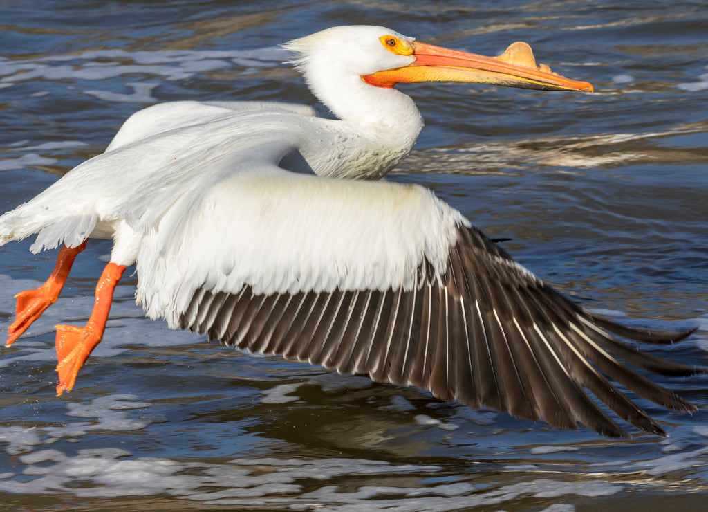 American white pelican (Pelecanus erythrorhynchos) in breeding plumage taking off, Saylorville, Iowa, USA