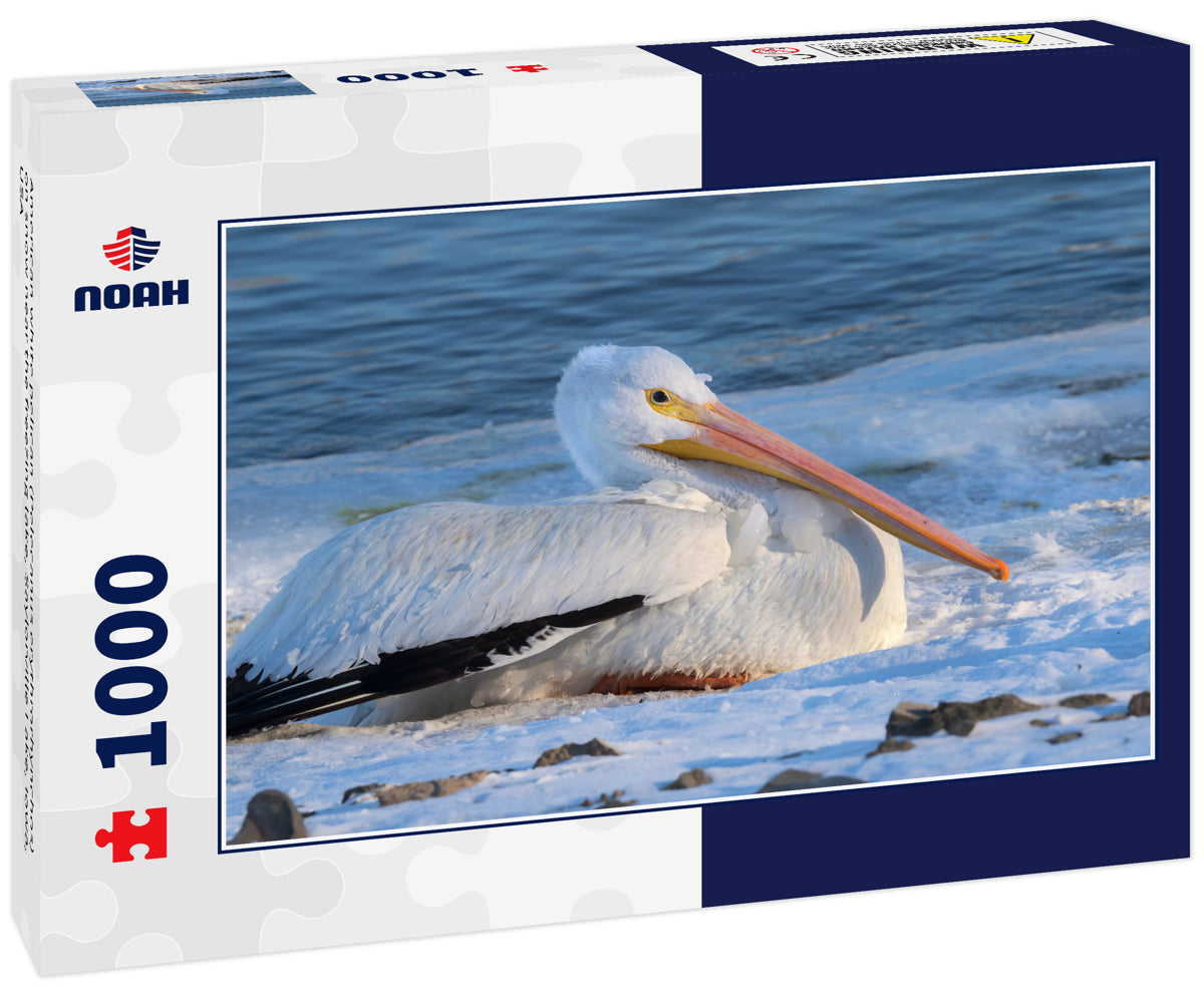 American white pelican (Pelecanus erythrorhynchos) on snow near the freezing lake, Saylorville Lake, iowa, USA
