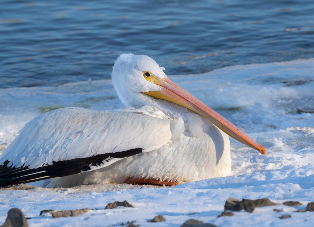 American white pelican (Pelecanus erythrorhynchos) on snow near the freezing lake, Saylorville Lake, iowa, USA