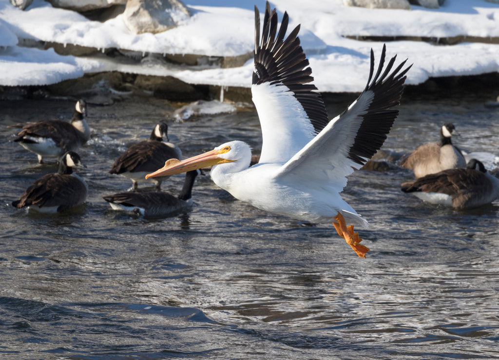American White Pelican flying over winter river in Iowa