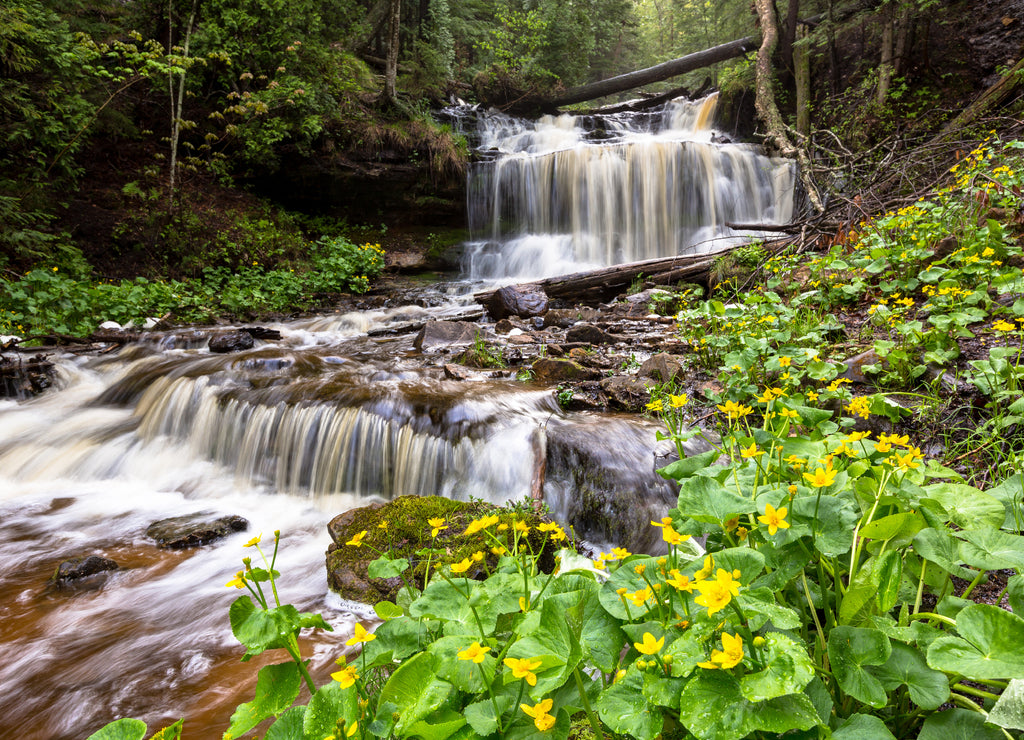 Spring Buttercups at Wagner Falls - Munising Michigan