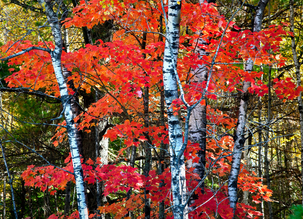 Morning light on birch and maple trees in fall color near Crystal Falls in Michigan's Upper Peninsula