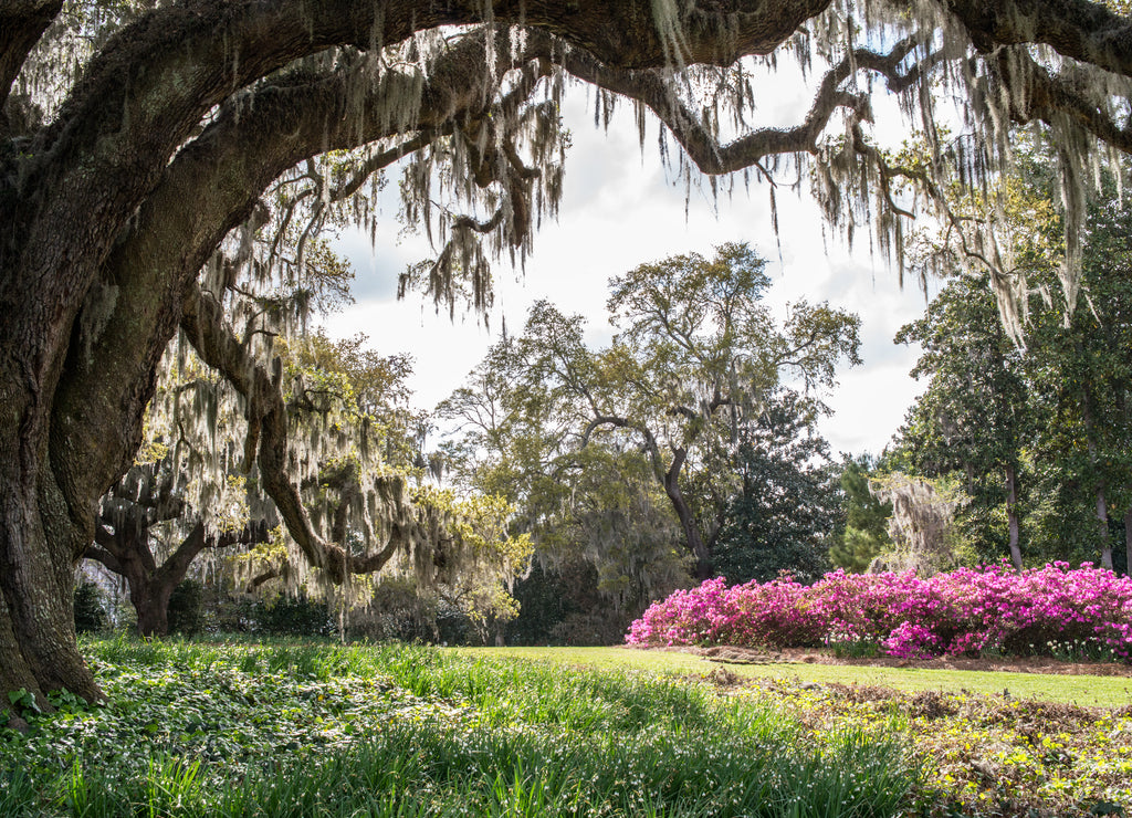 Ancient Southern Oak Tree North Carolina