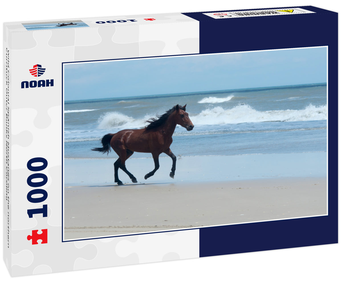 Wild Colonial Spanish Mustangs on the northern Currituck Outer Banks North Carolina