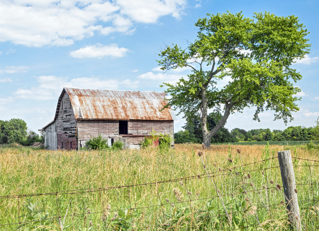 Old Friends - A rustic old barn stands by a weathered old tree in rural Madison County, Ohio