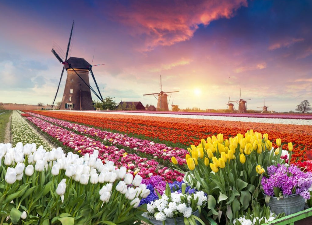 Colorful sunset on tulip farm in Holland with windmills
