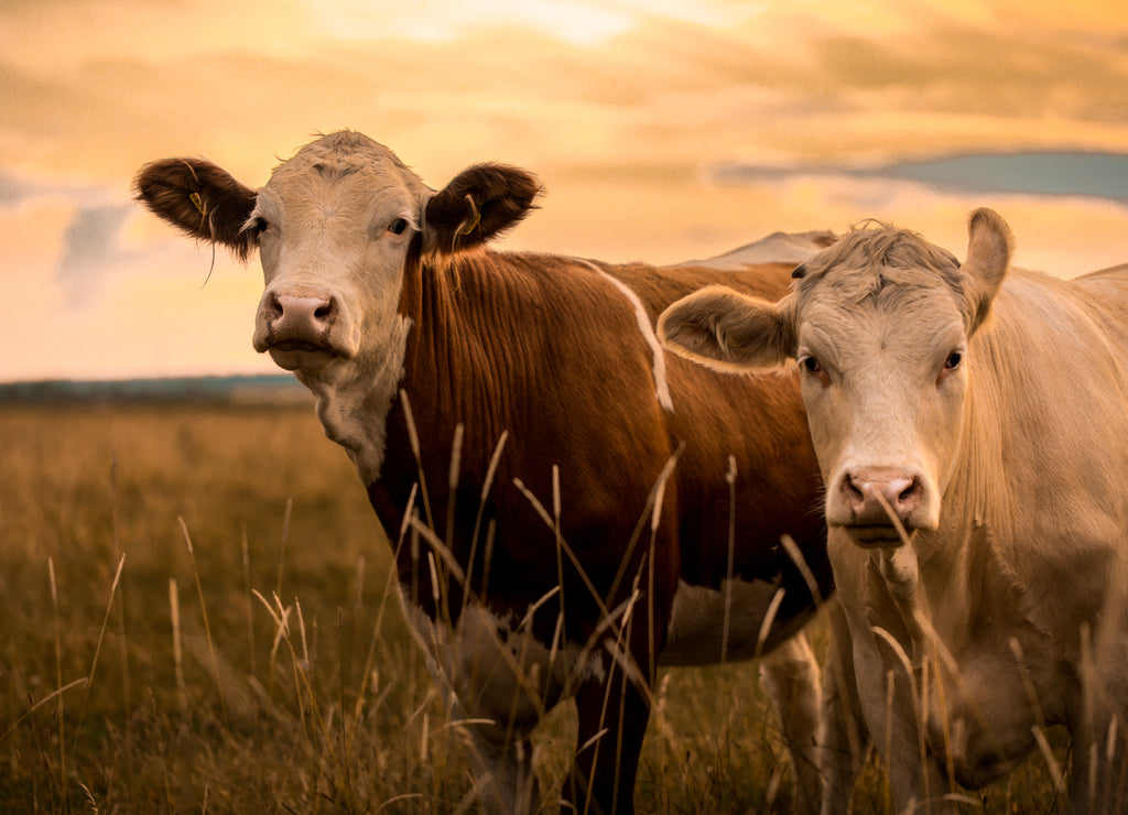 Cows in the sunset
