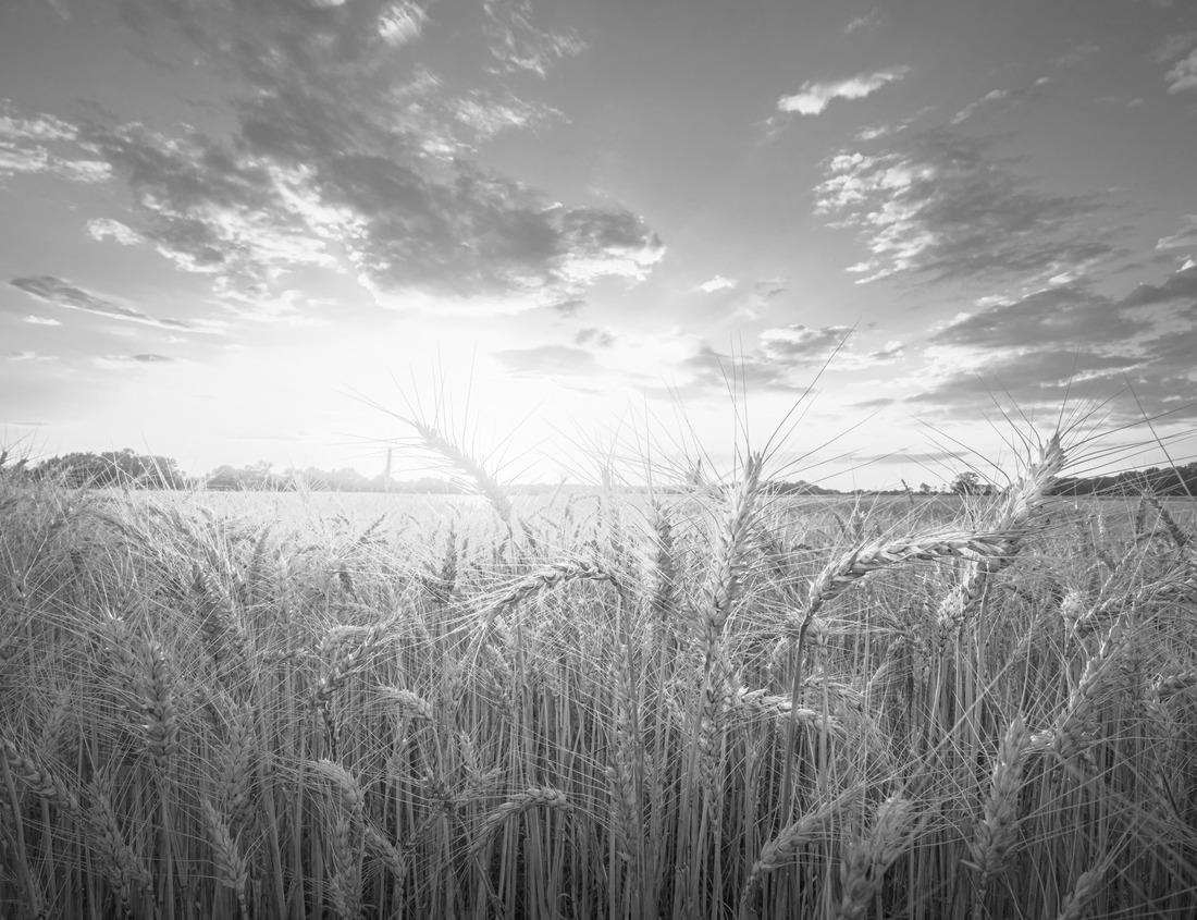 Noah Jigsaw Puzzle Fes magnificent gates of the royal palace in the historical city of morocco in black white 1000 pieces
