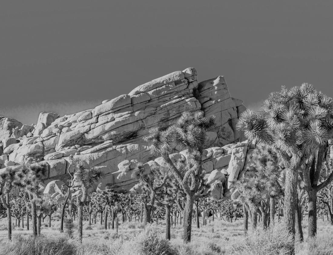 Noah Jigsaw Puzzle Ocean shore with palm trees and sandy beach in Togo, West Africa in black white 1000 pieces