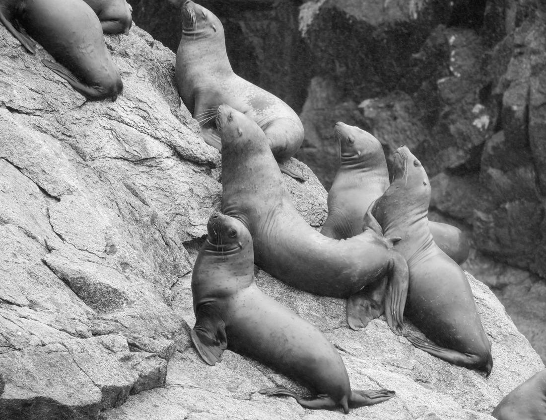 Noah Jigsaw Puzzle View of Whiskeytown Lake, Whiskeytown Shasta-Trinity National Recreation Area in black white 1000 pieces