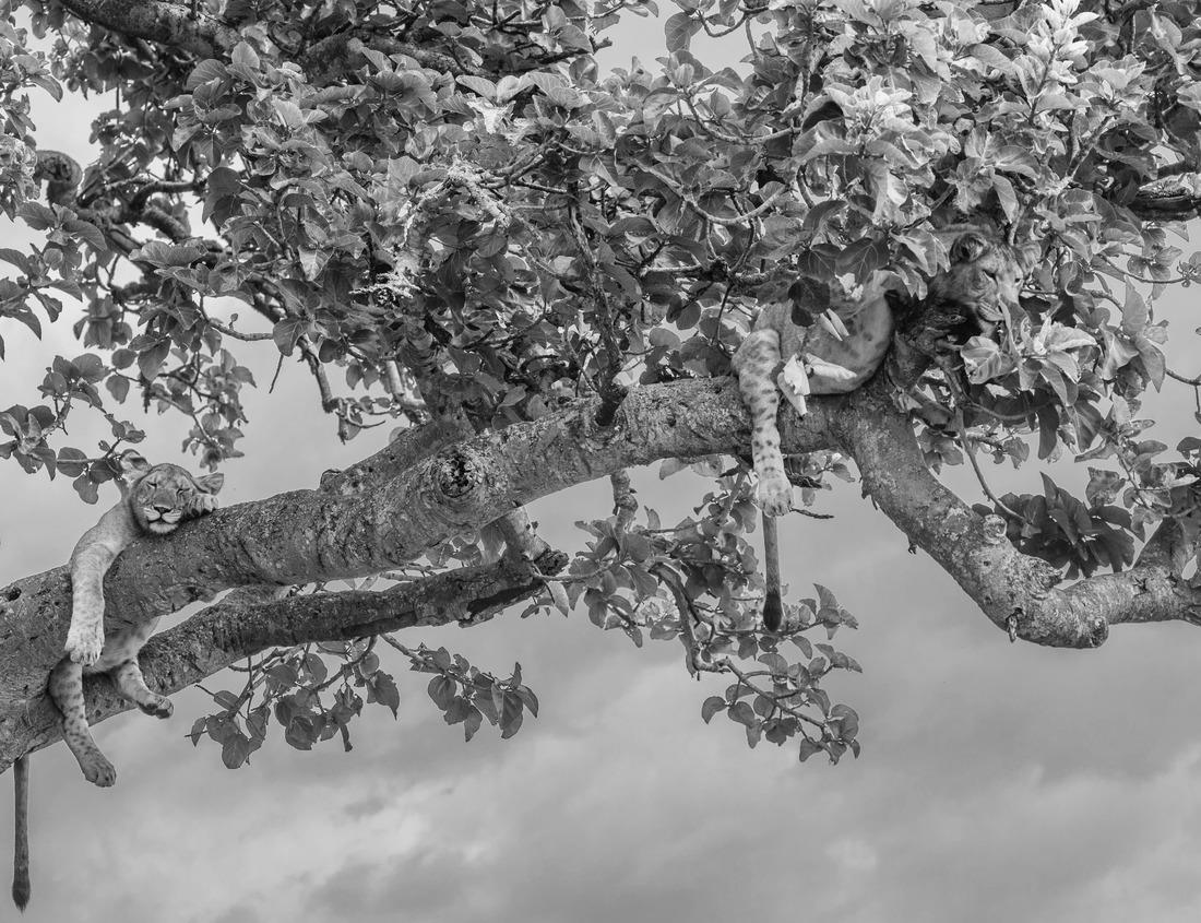 Noah Jigsaw Puzzle Warm colours of North Cascades National Park, WA, USA in black white 1000 pieces