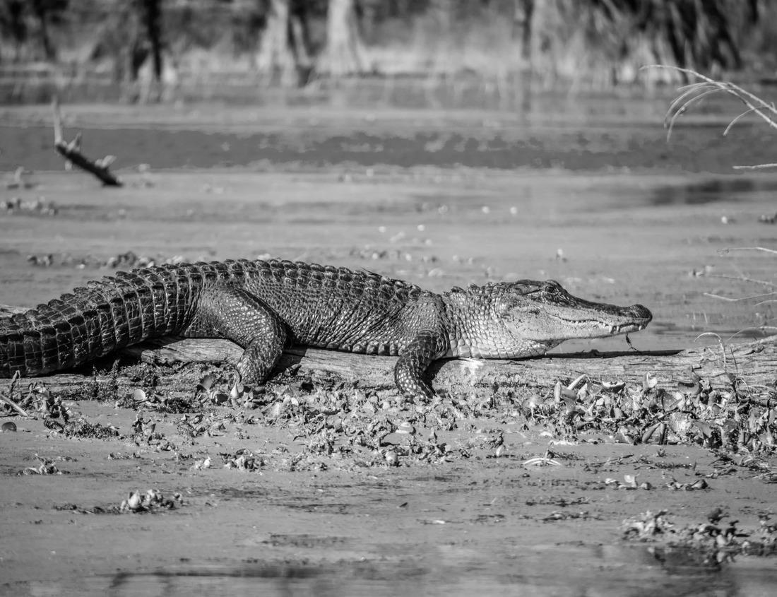 Noah Jigsaw Puzzle Kings Canyon National Park in Southern California in black white 1000 pieces