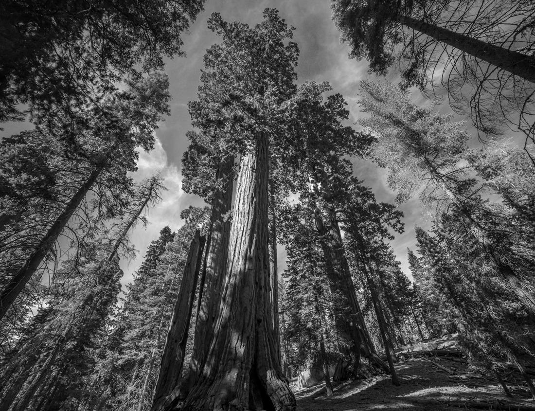 Noah Jigsaw Puzzle The buildings in Sea Point during sunset with the Lion's Head mountain peak in the background in black white 1000 pieces