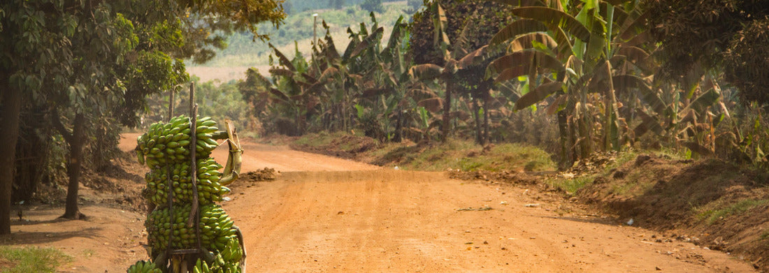 Noah Jigsaw Puzzle Person carries bananas on bicycle on dirt road in Uganda Africa panorama 1000 pieces