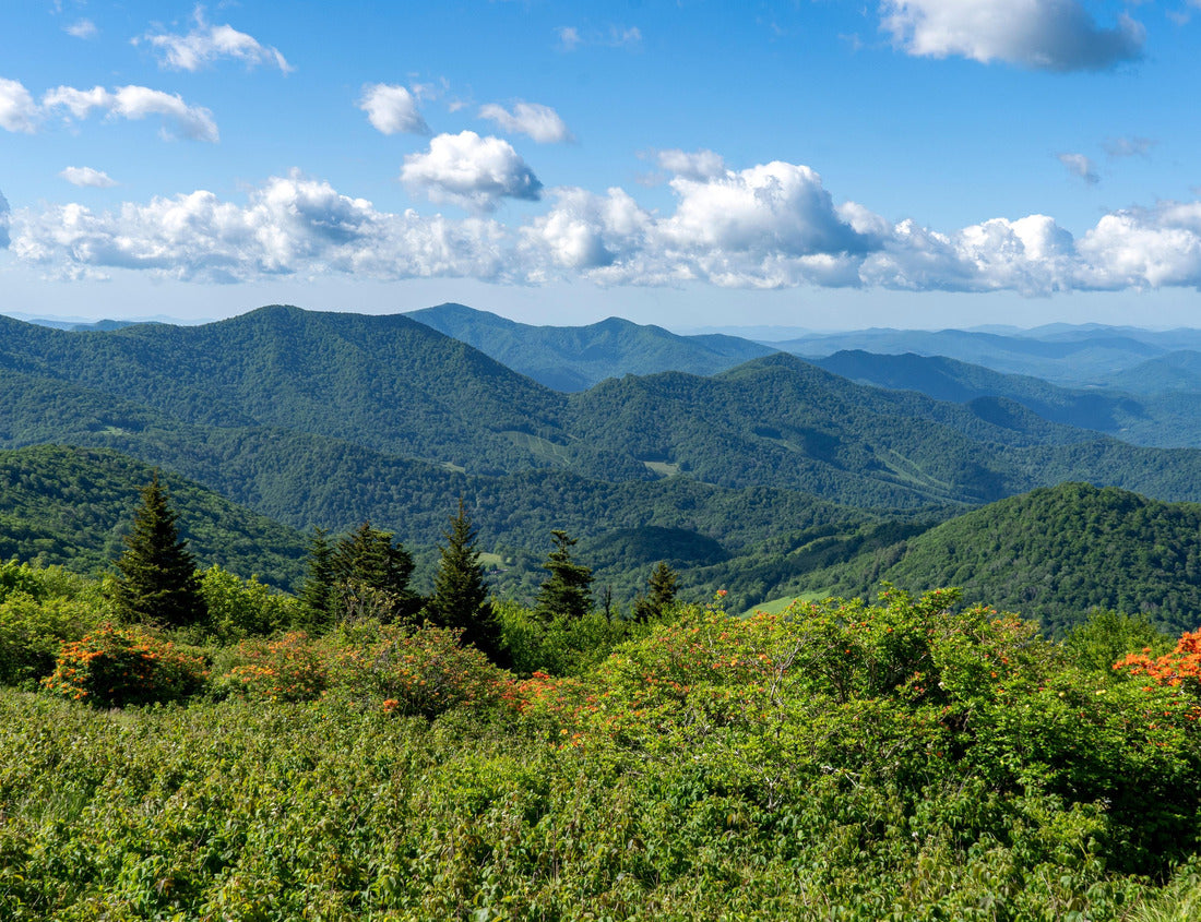 Noah Jigsaw Puzzle A wide-angle view of flame azaleas and spruce-fir trees on Round Bald, with the backdrop of the Appalachian Mountains of North Carolina and Virginia and a clear blue sky with clouds 1000 pieces