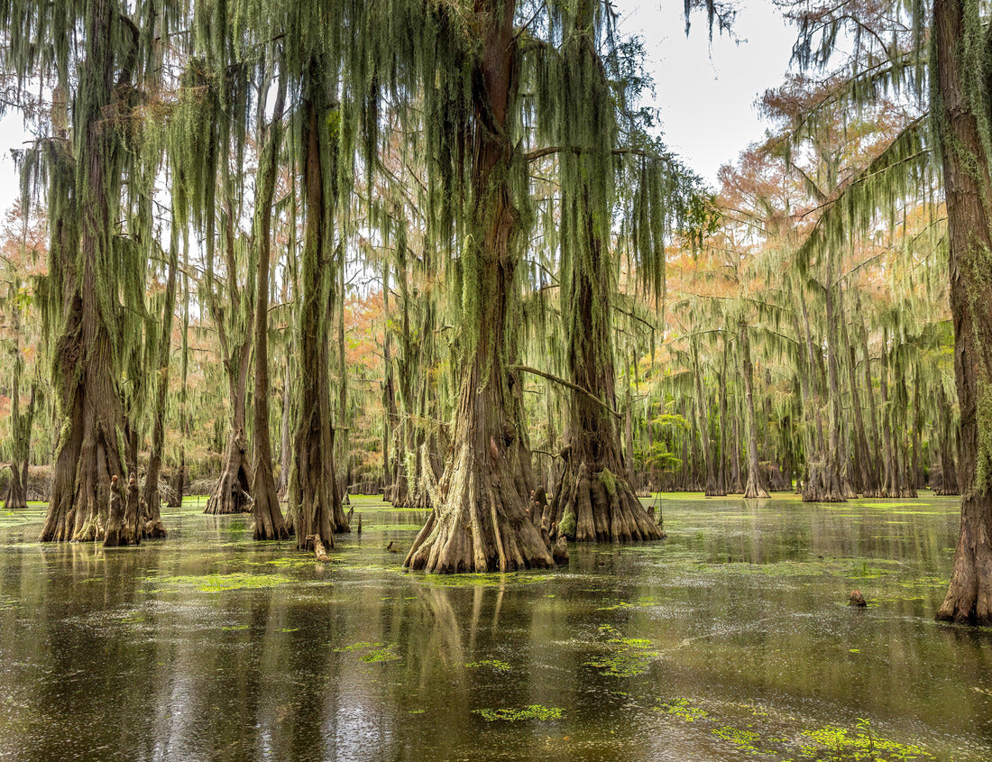 Noah Jigsaw Puzzle Cypress trees in the water of the Caddo Lake State Park, Texas 1000 pieces