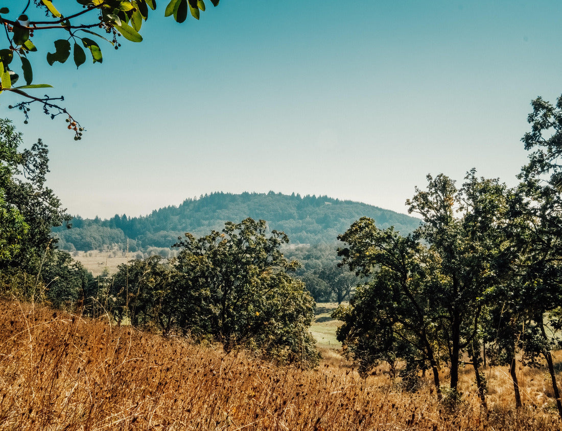 Oregon White Oak (Quercus garryana) Savannah Overlooking Bald Hill On Bright Dry Summer Day, Corvallis, Oregon 1000pc Puzzle