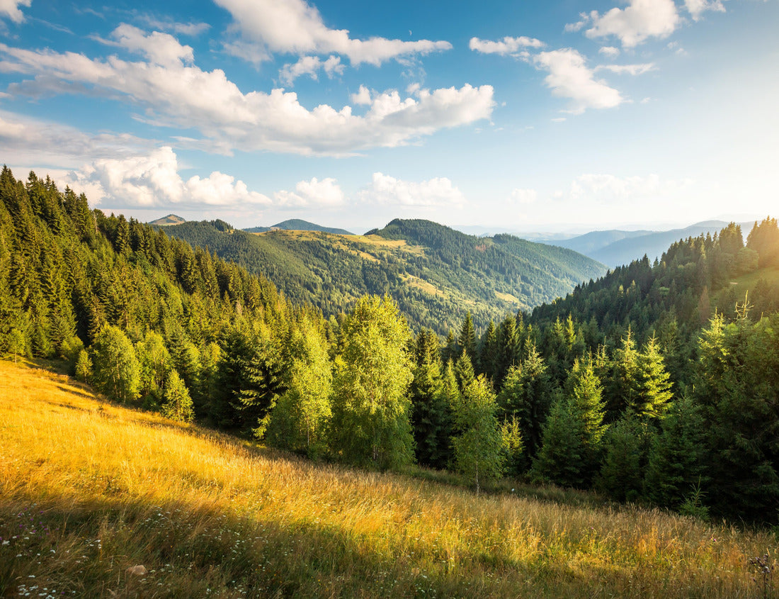 Noah Jigsaw Puzzle Breathtaking summer day in wild mountains with coniferous forest and green slopes. Location place Carpathian mountains, Ukraine 1000 pieces