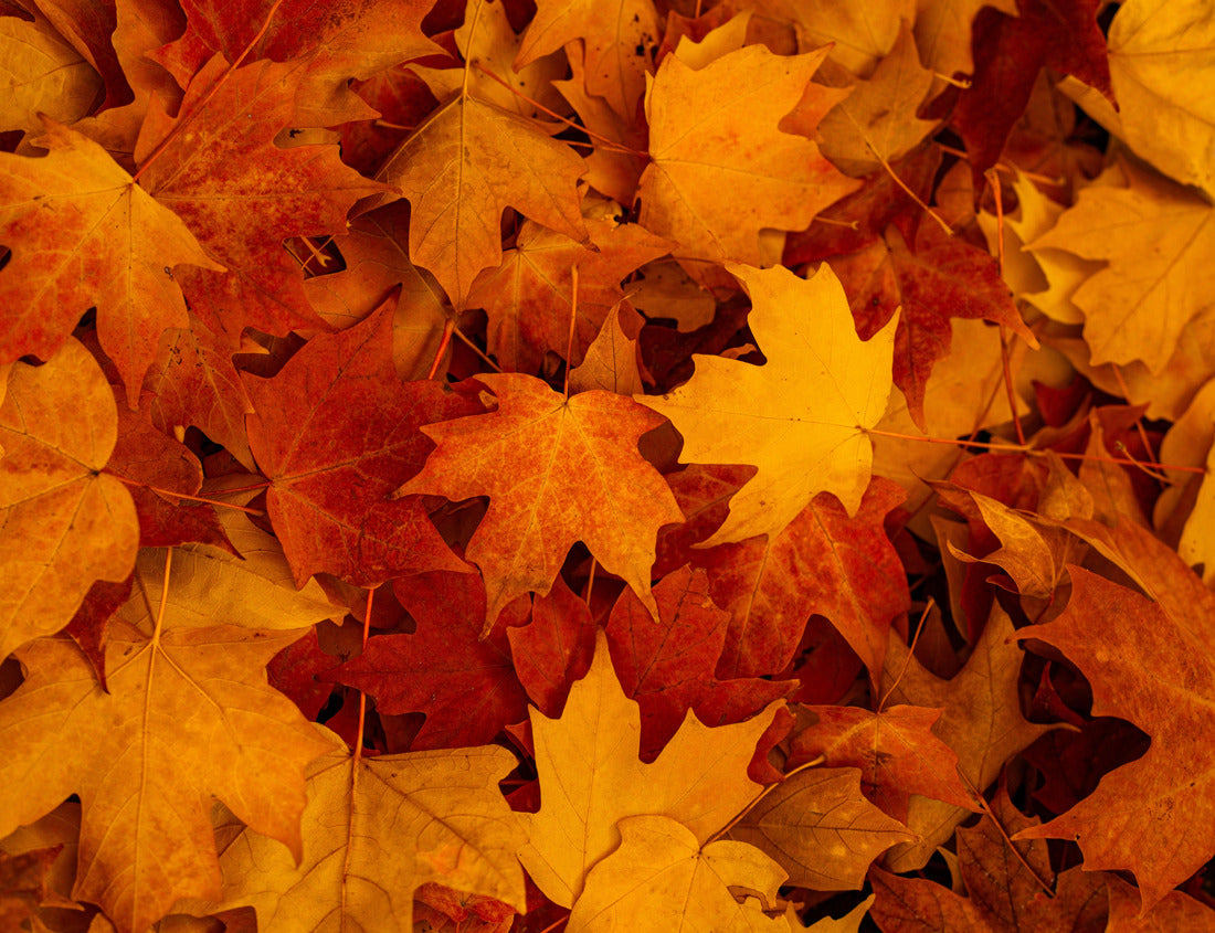 Noah Jigsaw Puzzle Foliage in the park. Autumn fall leaves of maple trees 1000 pieces