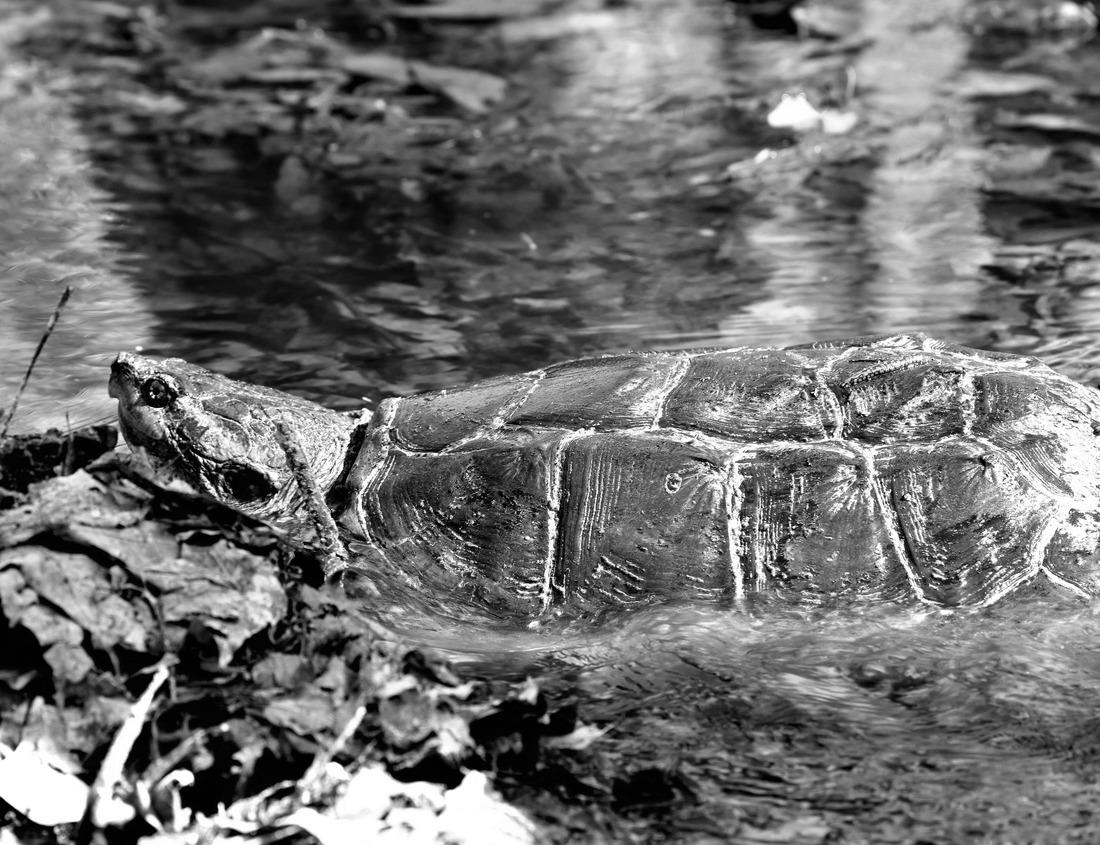 Noah Jigsaw Puzzle Skyline of Busan, South Korea at night in black white 1000 pieces