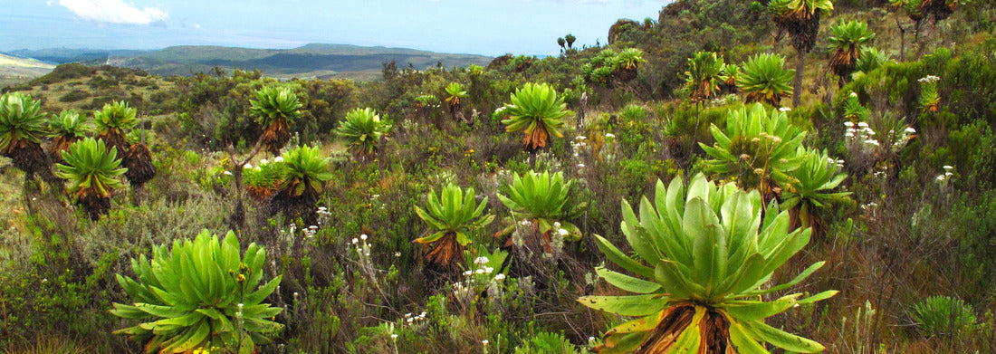 Noah Jigsaw Puzzle Hiking in Mount Elgon, Uganda, Africa panorama 1000 pieces