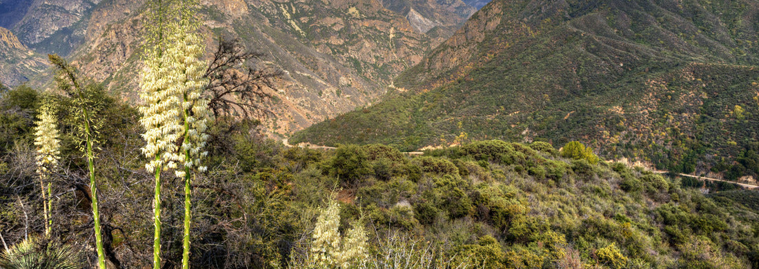 Scenic view of Kings Canyon National Park, California, USA 1000pc Panoramic Puzzle
