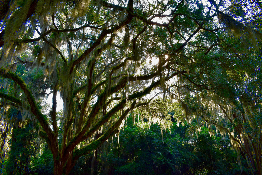 Noah Jigsaw Puzzle Spanish Moss, Timucuan Ecological and Historic Preserve, Florida, USA 2000 pieces