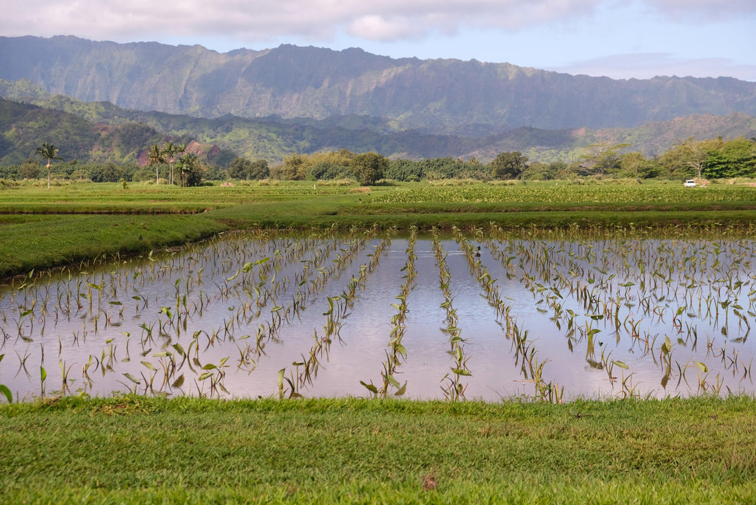 Noah Jigsaw Puzzle Hanalei Valley, Kauai, Hawaii taro farms. Miles of green fields of taro growing in water at different stages backed by lush mountains and blue cloud sky 2000 pieces