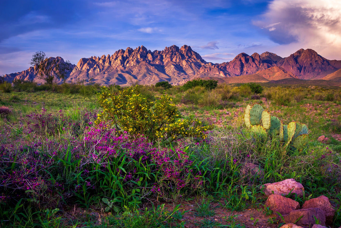 Noah Jigsaw Puzzle Organ Mountains, Las Cruces - New Mexico 2000 pieces