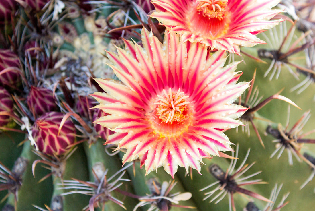 A blooming Barrel Cactus Flower, Tempe Arizona 2000pc Puzzle