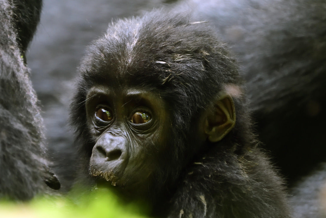Noah Jigsaw Puzzle Mountain gorilla, Bwindi National Park, Uganda 2000 pieces