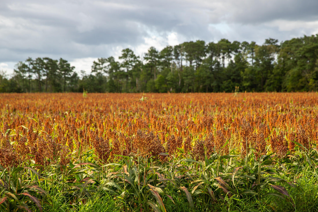Southern Delaware Sussex county sorghum field 2000pc Puzzle